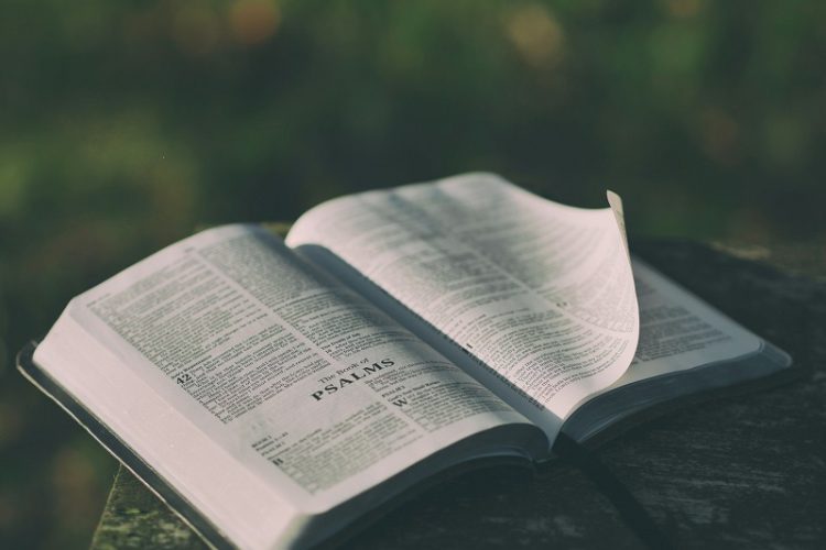 Genesis 1:29 meaning