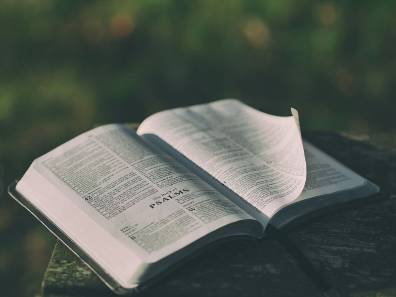 Genesis 1:29 meaning