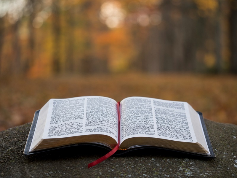 Genesis 1:30 meaning